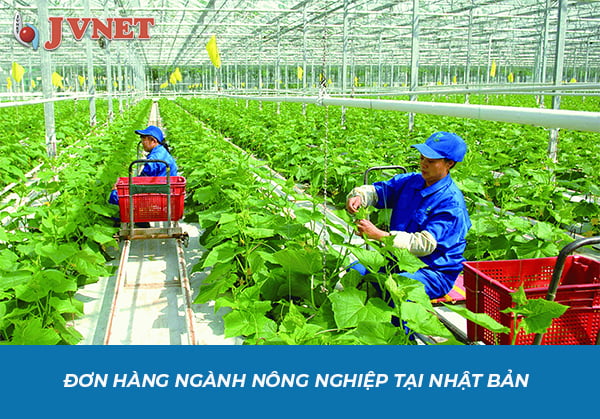 Đơn hàng nông nghiệp Nhật Bản