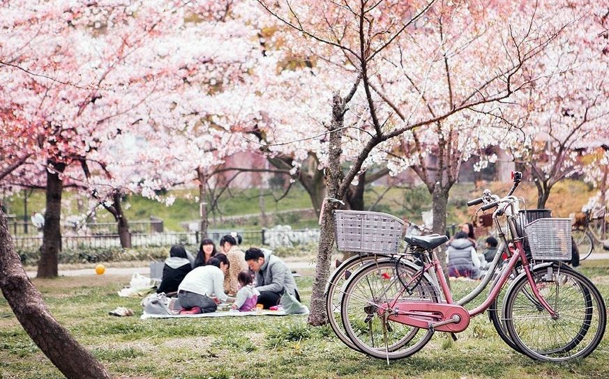 Lễ hội hoa anh đào Hanami mùa xuân ở Nhật 