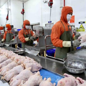 Chế biến thịt gà ở Nhật Bản