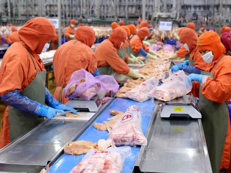 Gia công xử lý thịt gà đi Nhật lương cao nhất